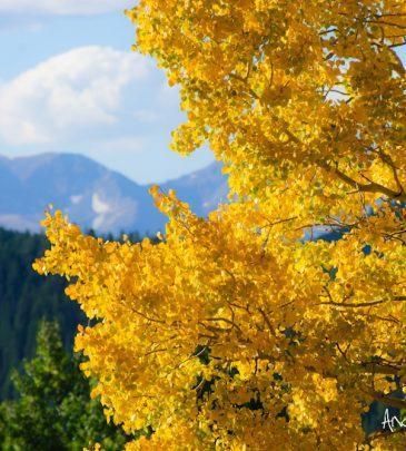 Where to Find Fall Foliage in Lake Tahoe