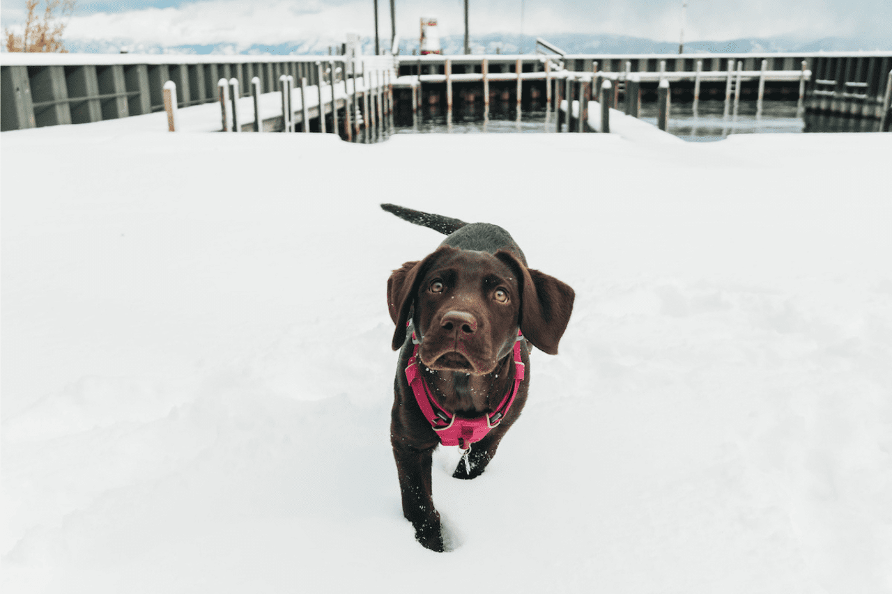 Lake Tahoe Pet-Friendly Lodging