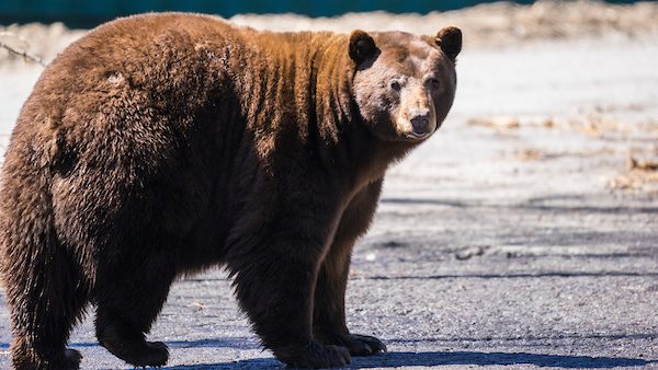 Lake Tahoe bears