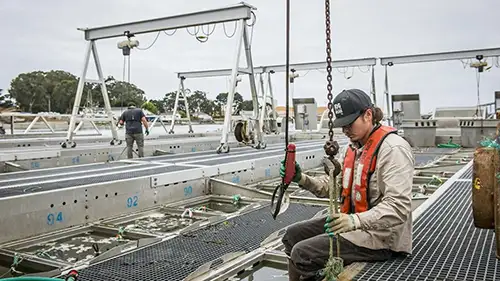 Humboldt Bay Oysters