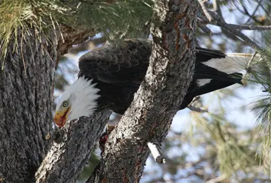 Bald Eagle Count