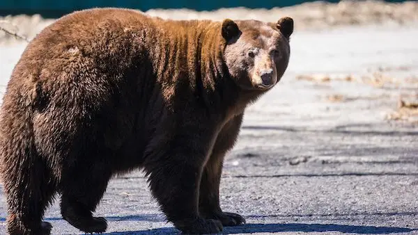 Lake Tahoe bears